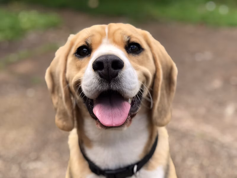 Ração para Cães Adultos (15kg)